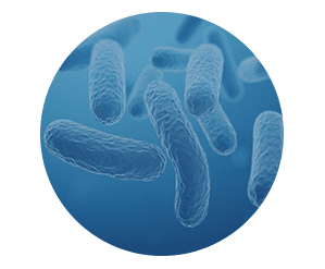 Probiotics